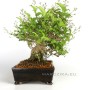 Premna japonica classic  shohin bonsai from Japan