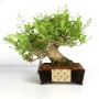 Premna japonica klasszikus shohin bonsai Japánból