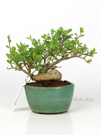 Ligustrum japonica shohin bonsai 12.