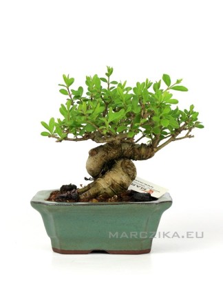 Ligustrum japonica shohin bonsai 13.