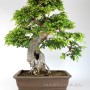 Chinese elm bonsai with elderly tribe and nest