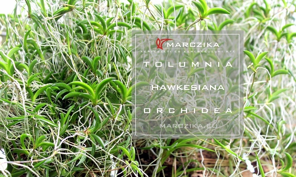 Tolumnia hawkesiana - egy apró orchidea Kubából