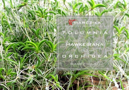 Tolumnia hawkesiana - egy apró orchidea Kubából