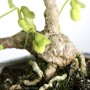 Japán shohin bonsai - Aristolochia debilis