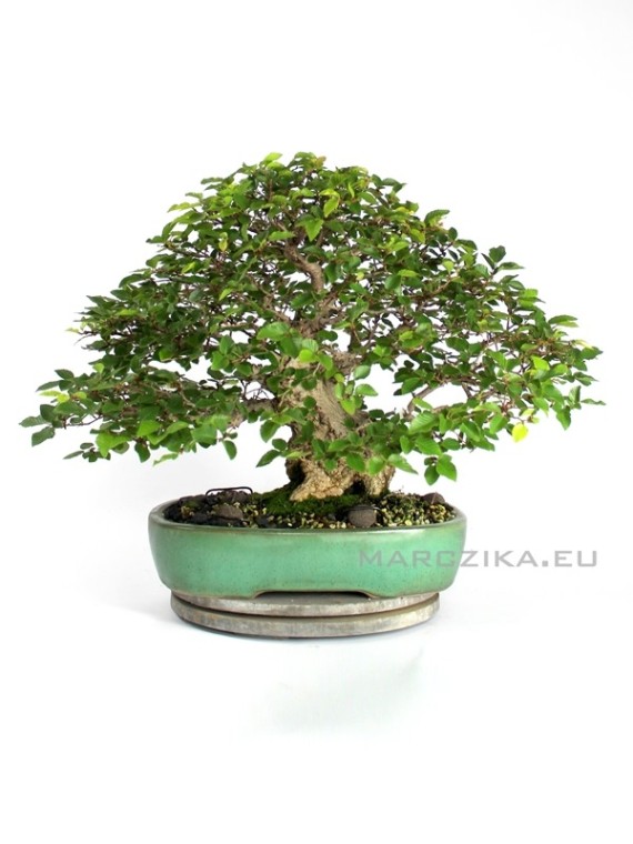 Japanese bonsai - Carpinus coreana