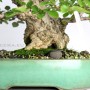Japanese bonsai - Carpinus coreana