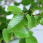 Japán bonsai - Carpinus coreana