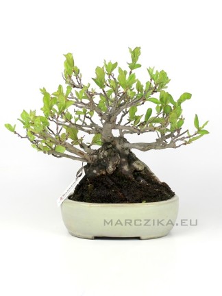 Photinia sp. japán sumo bonsai