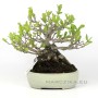 Photinia sp. japán sumo bonsai