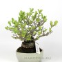 Photinia sp. Japanese sumo bonsai