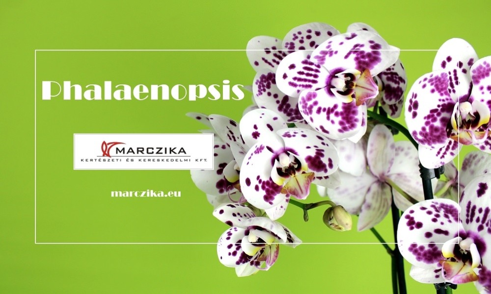 A Phalaenopsis a lepkék orchideája vagy az orchideák lepkéje?
