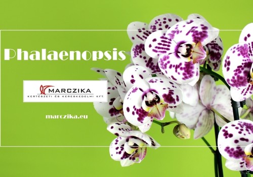 A Phalaenopsis a lepkék orchideája vagy az orchideák lepkéje?