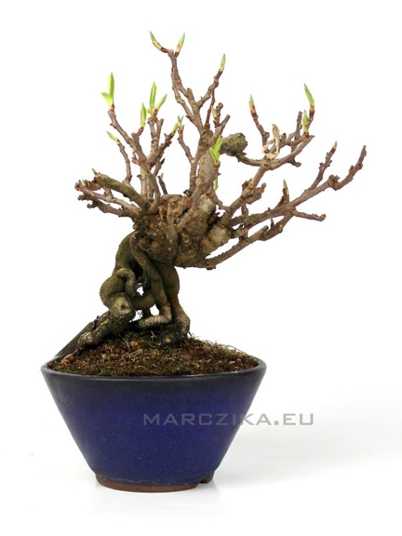 Kadsura japonica neagari bonsai Japánból 06.