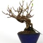 Kadsura japonica neagari bonsai Japánból 06.
