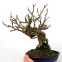 Kadsura japonica neagari bonsai from Japan 06.