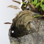 Chaenomeles kusamono Pyrrosia és Selaginella japán összeültetésben