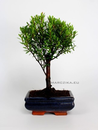 Syzygium buxifolium bonsai