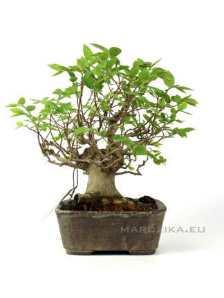 Celtis bonsai Japánból - shohin méretkategória