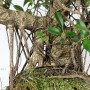 Beltéri bonsai léggyökerekkel - 80 cm magas Ficus retusa 'Tajvan'