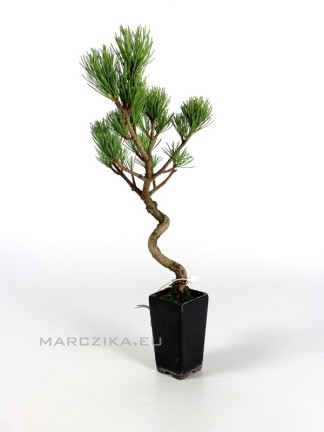 Pinus pentaphylla - moyogi törzsű shohin bonsai 1.