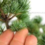 Pinus parviflora pre bonsai - Japán bonsai alapanyag