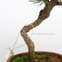 Goyomatsu pre bonsai - Japán fehérfenyő alapanyag