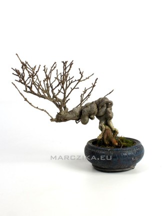 Ilex serrata shohin bonsai 03.