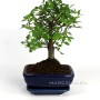 Kínai szil bonsai - Ulmus parvifolia 13cm - es tálban