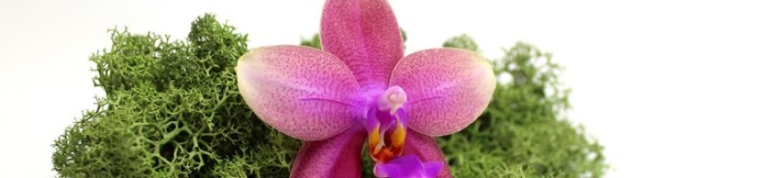 Orchidea újdonságok