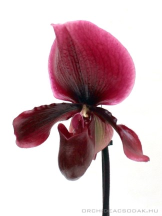 Akciós orchideák