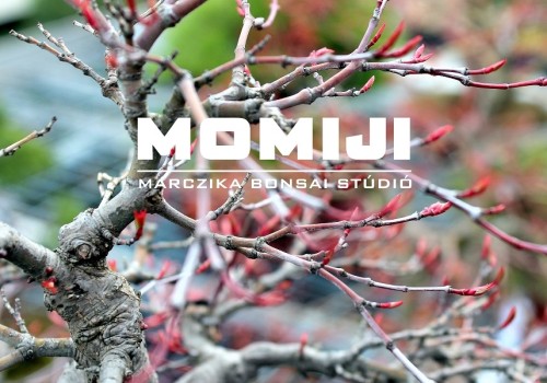 Japán juharok a tavaszban - bonsai és szezonkezdés