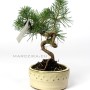 Fenyő bonsai alapanyag - shohin méretkategória - Pinus sylvestris