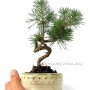 Fenyő bonsai alapanyag - shohin méretkategória - Pinus sylvestris