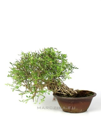 Winter jasmine shohin bonsai - Jasminum nudiflorum from Japan