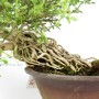 Téli jázmin shohin bonsai - Jasminum nudiflorum Japánból
