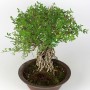 Winter jasmine shohin bonsai - Jasminum nudiflorum from Japan