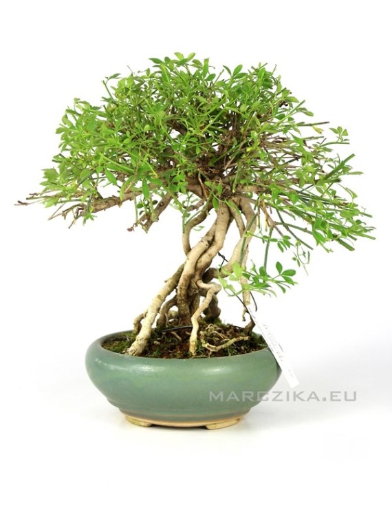Winter jasmine shohin bonsai - Neagari Jasminum nudiflorum from Japan