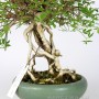 Téli jázmin shohin bonsai - Neagari Jasminum nudiflorum Japánból