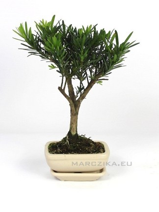 Örökzöld beltéri bonsai - Podocarpus macrophylla