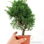 Juniperus chinensis 'Kishu' bonsai material 03.