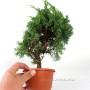 Juniperus chinensis 'Kishu' bonsai alapanyag 03.