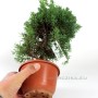 Juniperus chinensis 'Kishu' bonsai alapanyag 03.