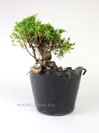 Juniperus chinensis 'Kishu' shohin bonsai alapanyag 04.