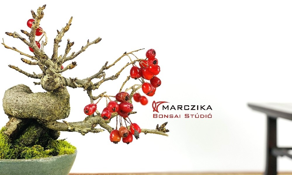 Mit tartogat a bonsai kedvelőknek az ősz?