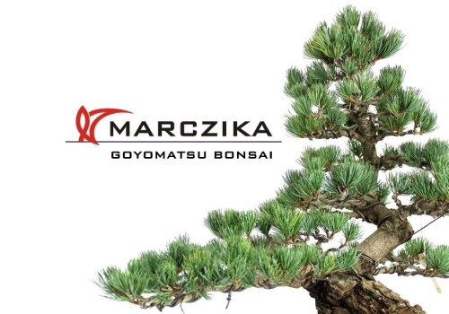 Growing pine bonsai i.e. Goyomatsu things for you!