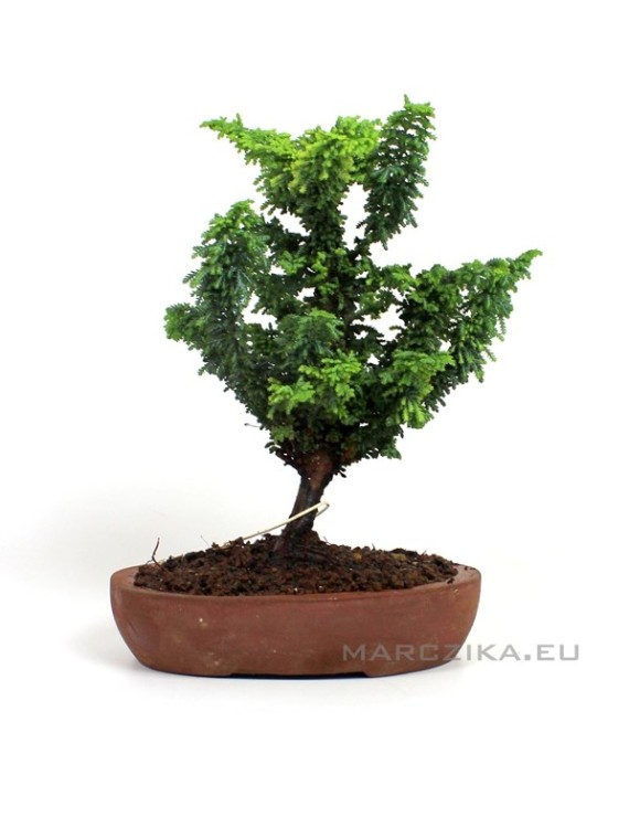 Japán shohin bonsai alapanyag - Chamaecyparis obtusa 'Sekka' 