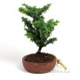 Japanese shohin bonsai raw material - Chamaecyparis obtusa 'Sekka' 
