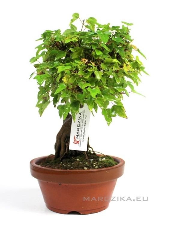 Acer buergerianum shohin prebonsai előanyag - sziklára ültetett sekijoju stílusban 