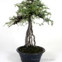 Osteomeles subrotunda neagari stílusú bonsai Japánból 