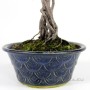 Osteomeles subrotunda neagari stílusú bonsai Japánból 